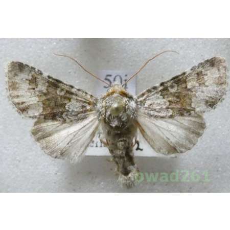 Hecatera dysodea (Denis & Schiffermüller, 1775) Czech50i